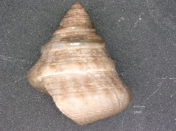 Media type: image; Malacology 140372 Description: Preserved specimen.;